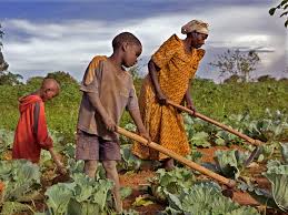 Agriculture